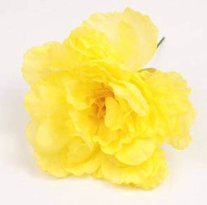 バレンシア牡丹。フラメンコの花。黄色。 12cm